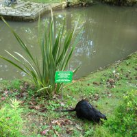 nutria