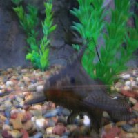 na-loo221