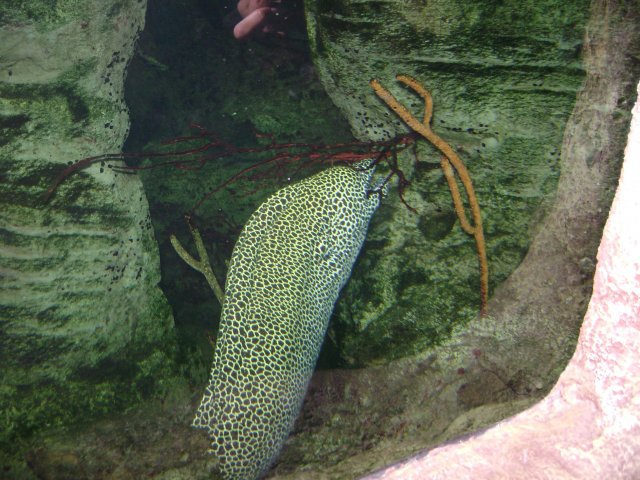 oceanarium-riviera12