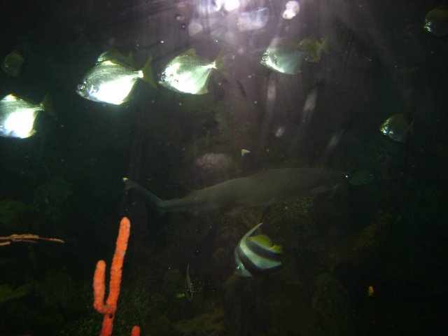 oceanarium-riviera14