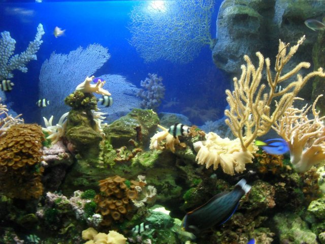 oceanarium-riviera15