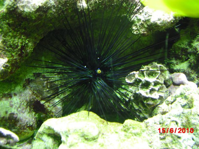 oceanarium-riviera2