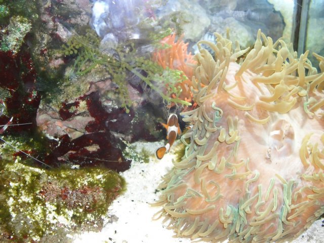 oceanarium-riviera24