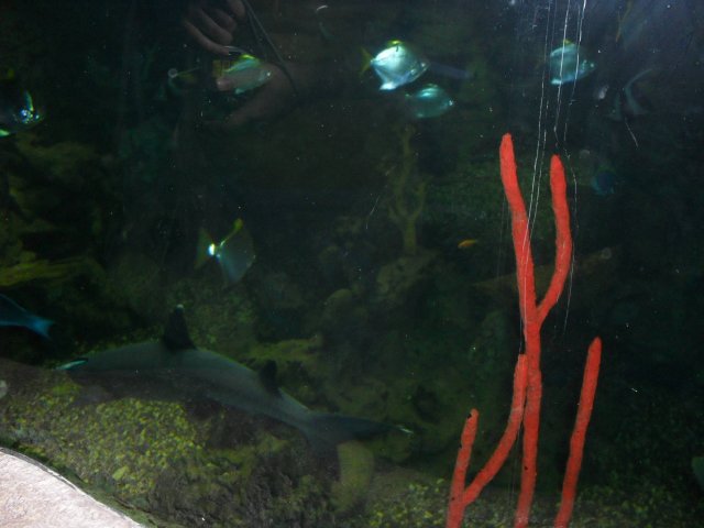 oceanarium-riviera26