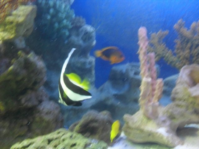 oceanarium-riviera30