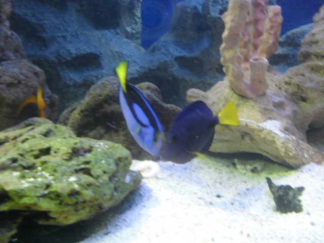oceanarium-riviera32