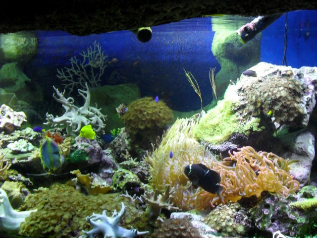 oceanarium-riviera35