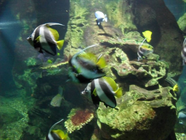 oceanarium-riviera38