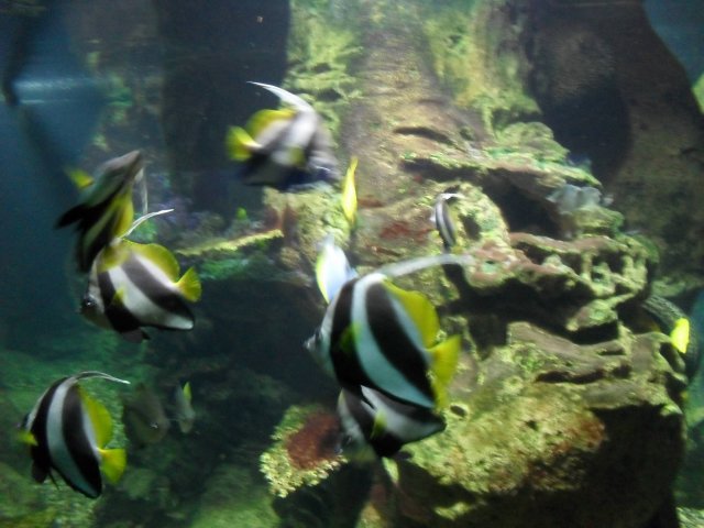 oceanarium-riviera39