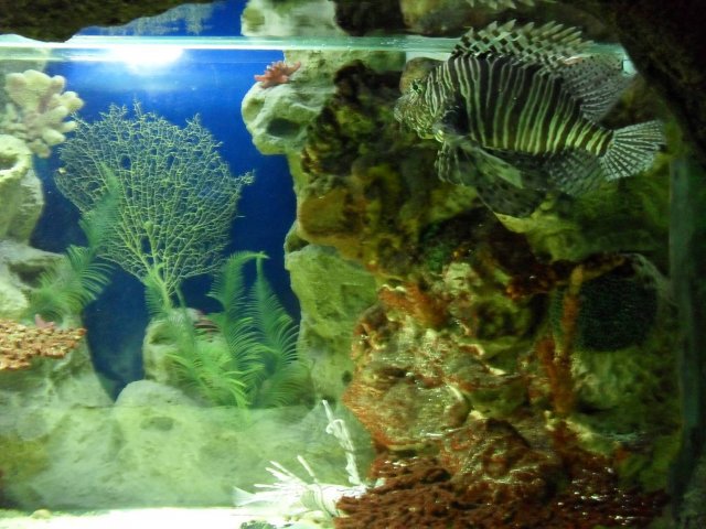 oceanarium-riviera42