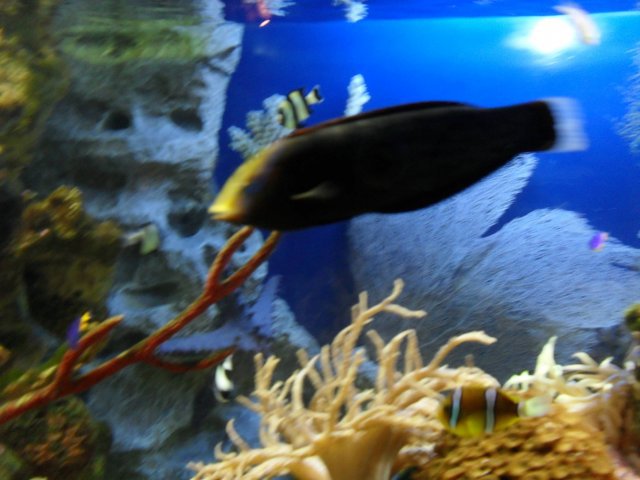 oceanarium-riviera47