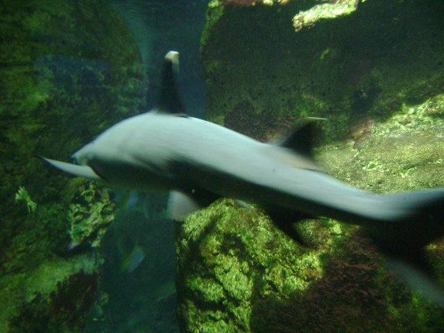 oceanarium-riviera5