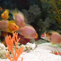 oceanarium-riviera1