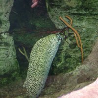 oceanarium-riviera12