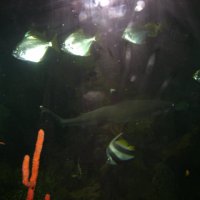 oceanarium-riviera14