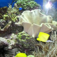 oceanarium-riviera16