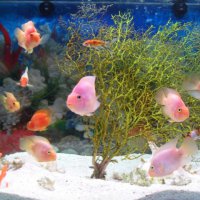oceanarium-riviera17