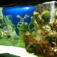 oceanarium-riviera19