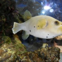 oceanarium-riviera21