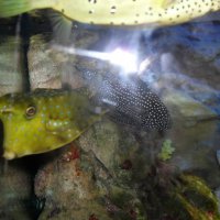 oceanarium-riviera22