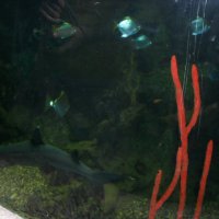 oceanarium-riviera26