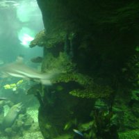 oceanarium-riviera3
