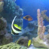 oceanarium-riviera30