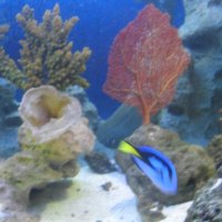 oceanarium-riviera31