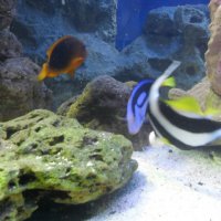 oceanarium-riviera33