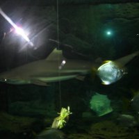 oceanarium-riviera34