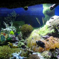 oceanarium-riviera35