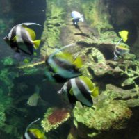 oceanarium-riviera38