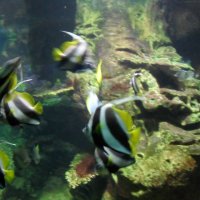 oceanarium-riviera39
