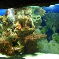 oceanarium-riviera41