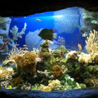 oceanarium-riviera44