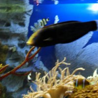 oceanarium-riviera47