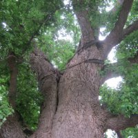 tree-site11