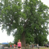 tree-site2