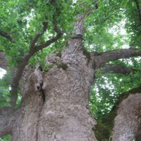 tree-site5